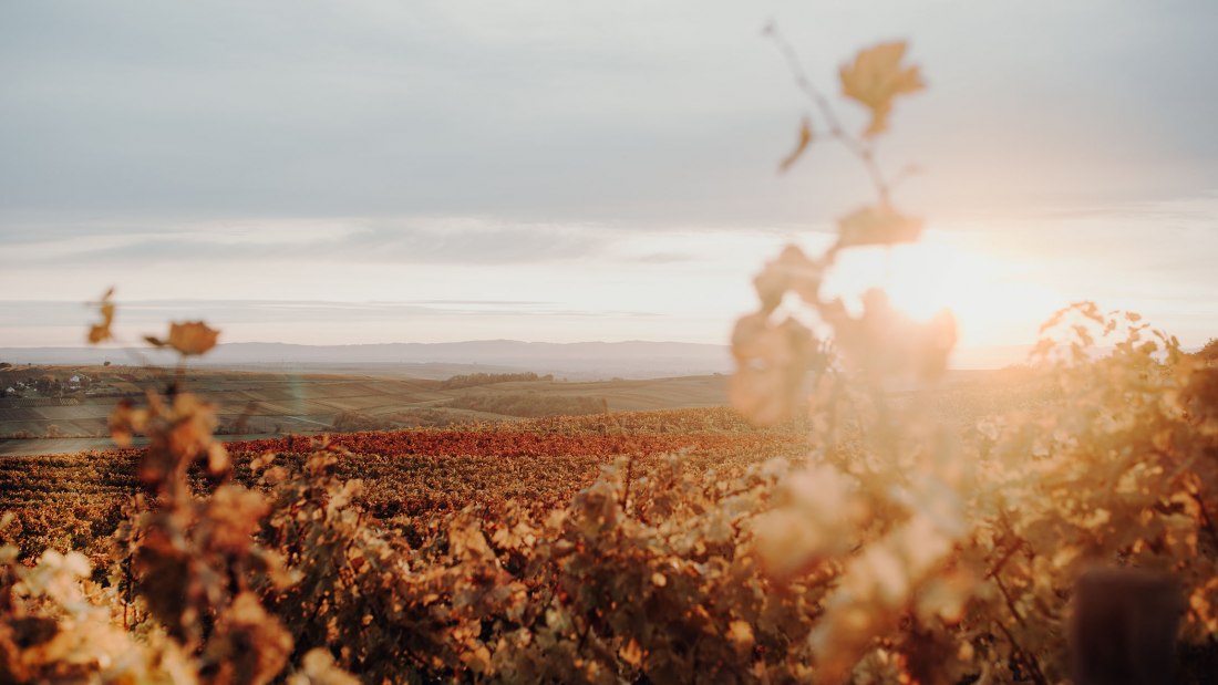Weingut Hungerm&uuml;ller_Weinreben, &copy; Weingut Hungerm&uuml;ller