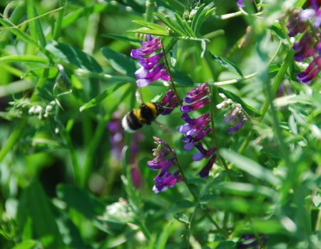 Biene, &copy; Eva Gr&uuml;newald, www.gruenewald-schnell.de