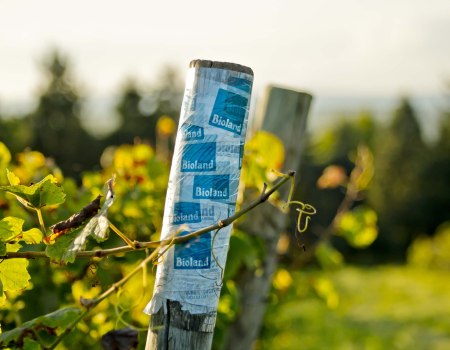 winery-G&auml;nz-bioland-pole, &copy; Weingut G&auml;nz