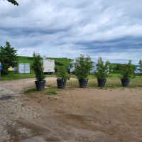 Wohnmobil Ferne &copy; Ortsgemeinde Bodenheim