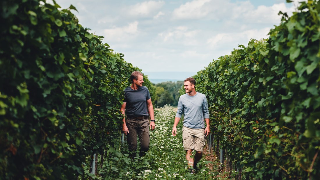 Weingut Kissinger_Weinberg, &copy; Clemens Hess