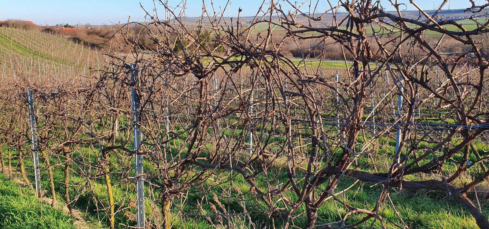 Rebst&ouml;cke im Winter mit Minimalschnitt im Weinberg in Rheinhessen &ndash; ungeschnittene Reben im Spalier bei sonnigem Winterwetter.