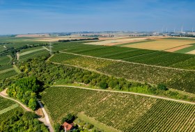 Laubenheimer Johannisberg