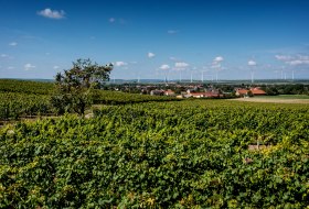 Armsheimer Goldst&uuml;ckchen