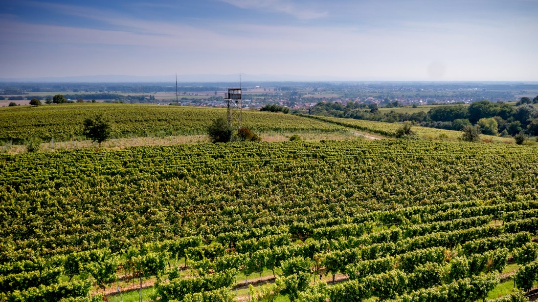 Guntersblumer Steig-Terrassen