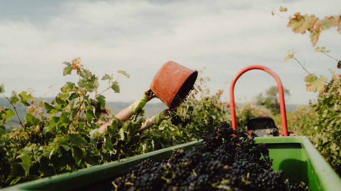 &copy; &Ouml;kologischer Weinbau Huster