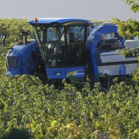 Weinlese