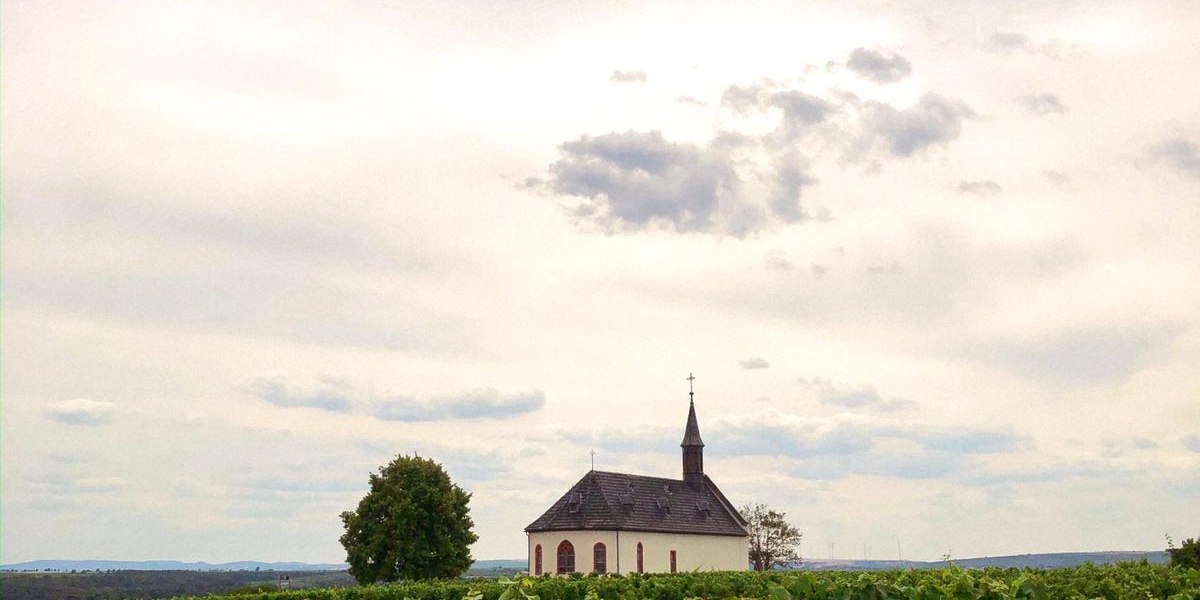 Weingut Boxheimerhof_Weinberg, &copy; Weingut Boxheimerhof
