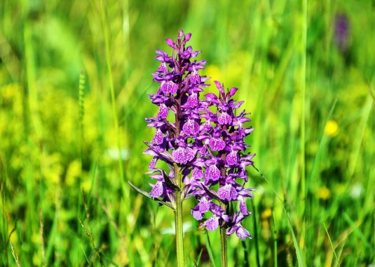 Orchidee © RÜŞTÜ BOZKUŞ auf Pixabay
