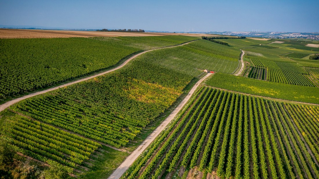 Wörrstädter Rheingrafenberg