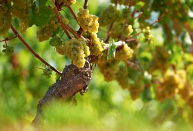 Rieslingrebe