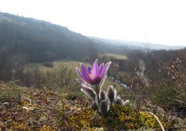 Pulsatilla am Hang, &copy; Siefersheimer Kr&auml;uterhexen