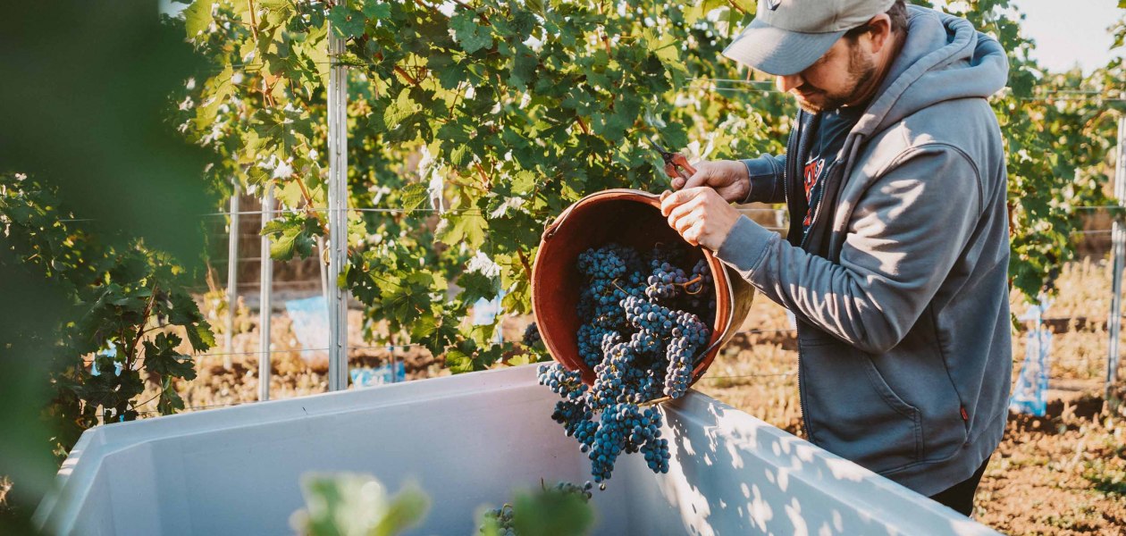 Weingut & Gästehaus Volker Schmitt_Weinlese, © Weingut & Gästehaus Volker Schmitt
