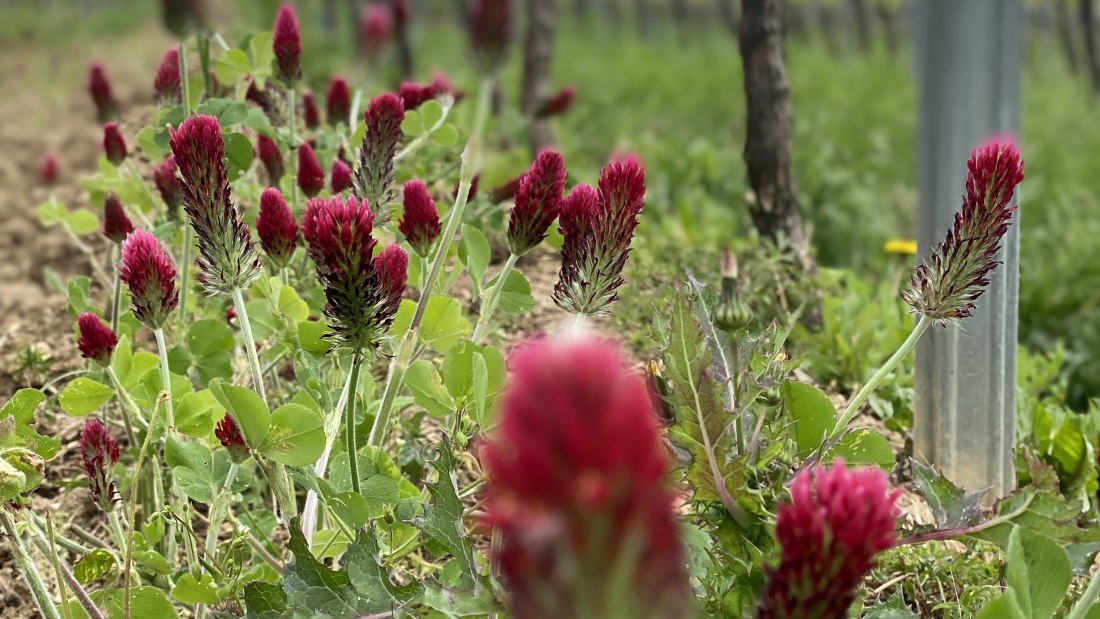 Weingut Breitenbach Frühjahr, © Weingut Breitenbach