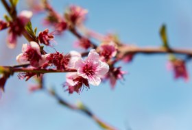 Obstbl&uuml;te in Rheinhessen &copy; Vincent Dommer
