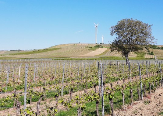 WeinWANDERN im Selztal © Ute Feldmann