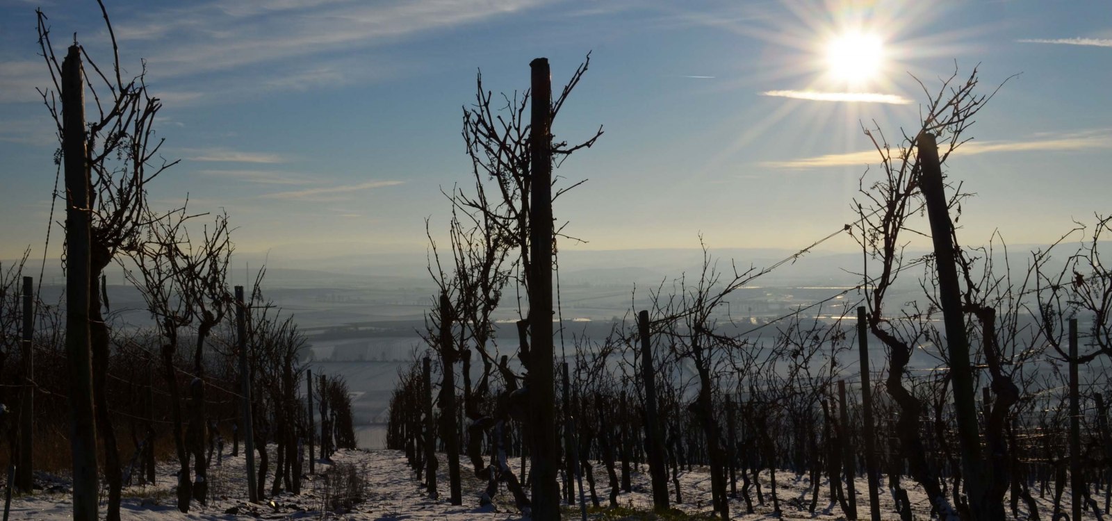 Winter im Weinberg