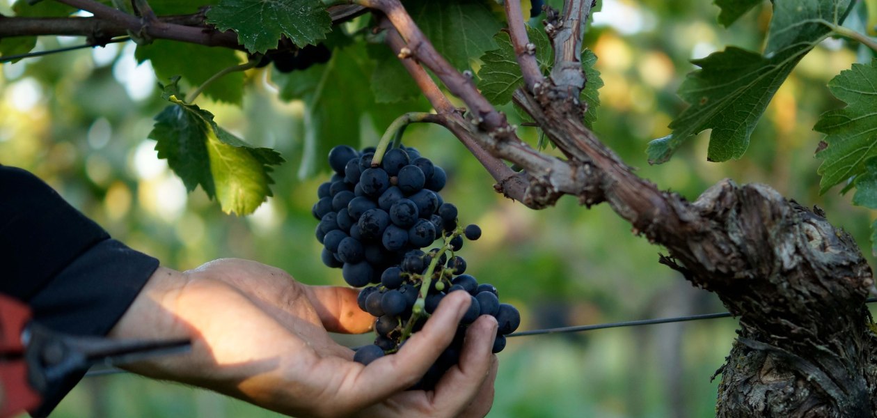 &copy; Weingut Eppelmann