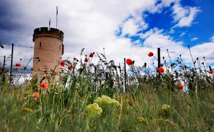 Wartturm bei Nierstein, &copy; Marina Noble