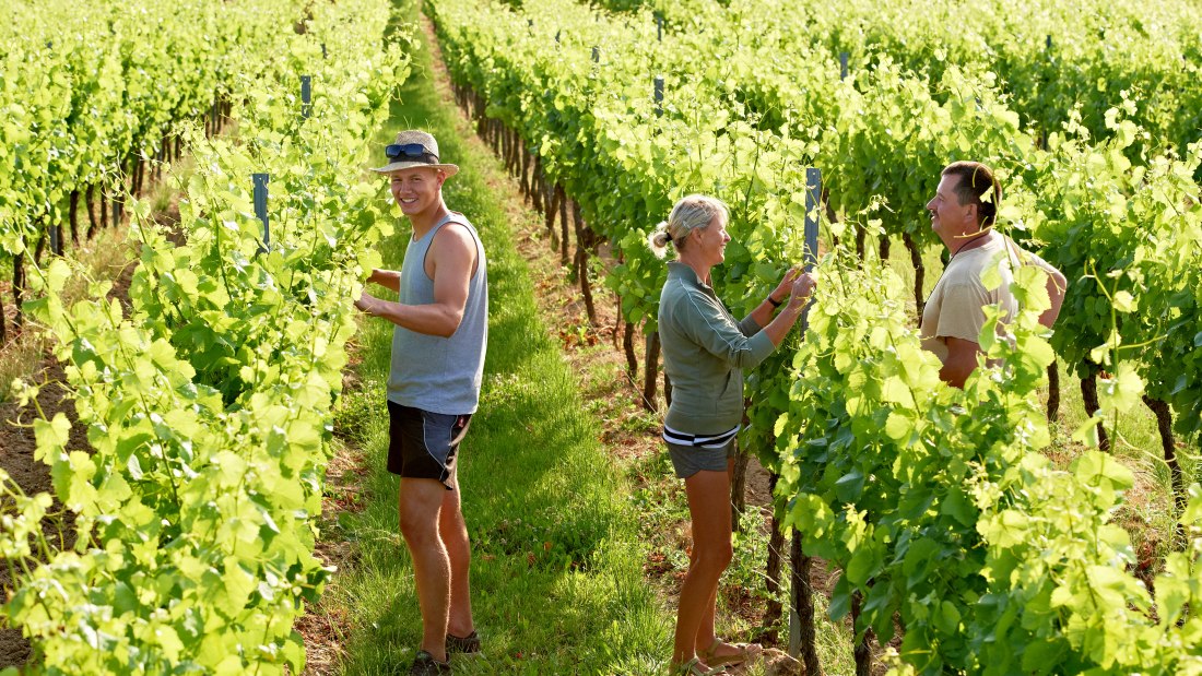 Weingut Hofmann_Weinreben, © Weingut Hofmann