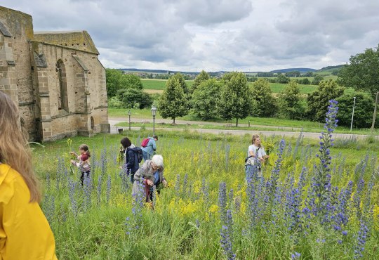 Die Kräuter in voller Pracht vor der Beller Kirche, © Marina Noble