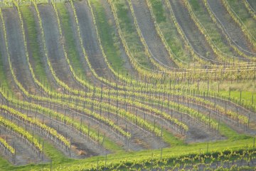 Weingut Schottenhof_Weinreben, &copy; Weingut Schottenhof