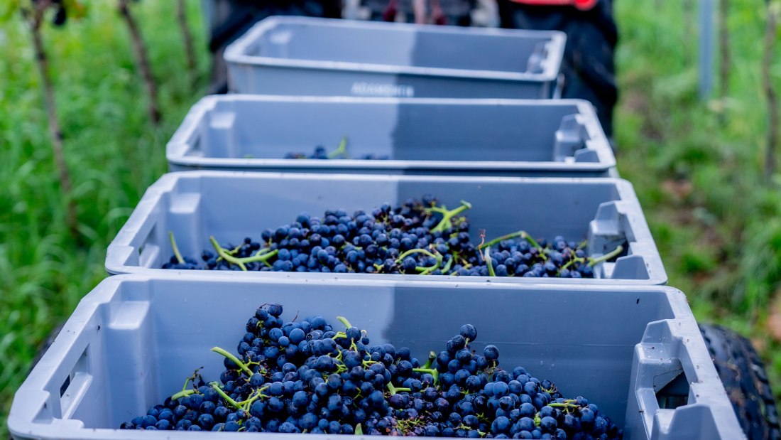 Weingut Adams_Trauben, &copy; Weingut Adams
