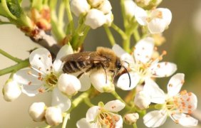 Wildbiene auf Felsenkirsche &copy; BUND