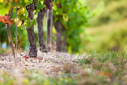 Weingut Klosterhof_Zeile, © Weingut Klosterhof