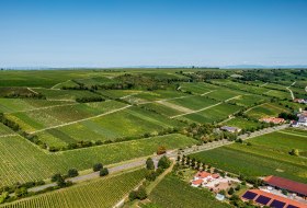 Dienheimer Falkenberg