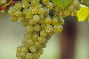 Chardonnay, &copy; DWI