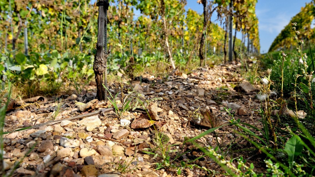 Weingut M&uuml;sel_Weinreben