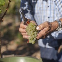 Weingut Ochs4 &copy; Weingut Ochs