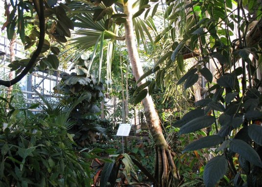 Botanischer Garten (Haus 13) © Foto: Ralf Omlor, (Universität Mainz, Bot. Garten)