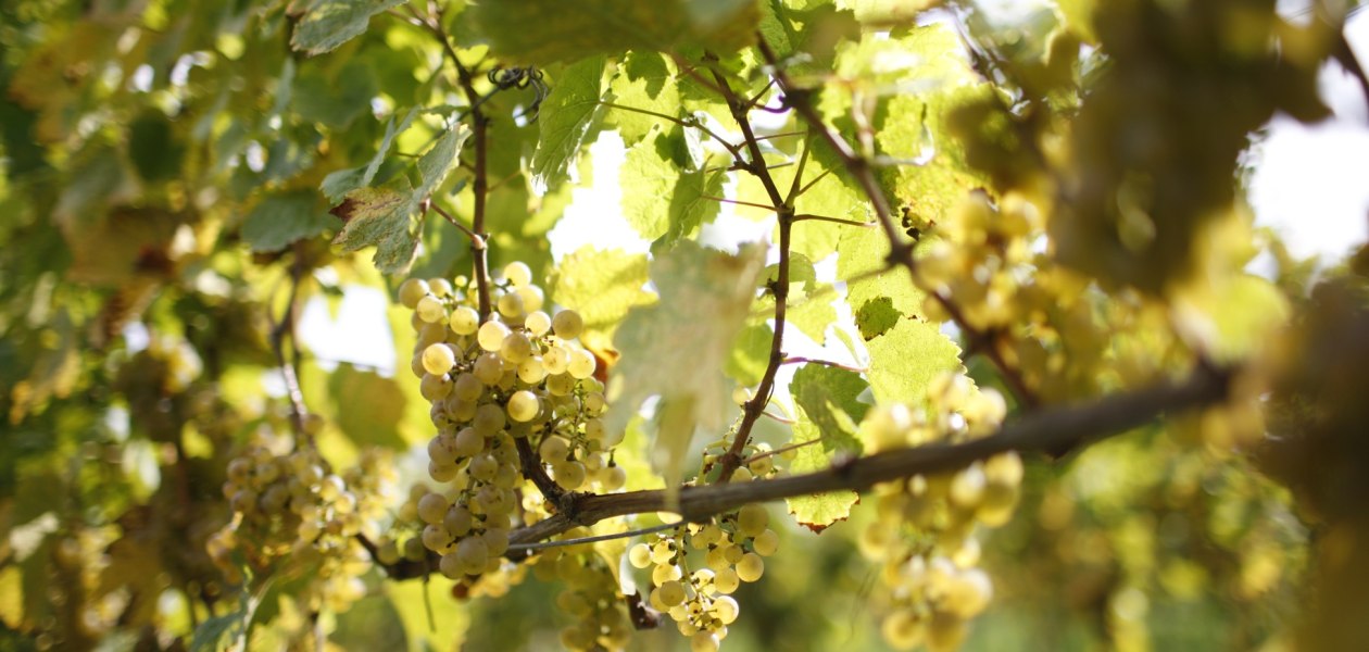 Winter grape, &copy; Weingut Winter