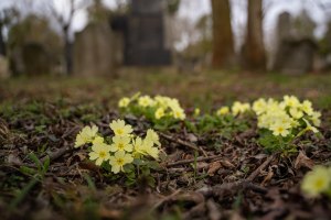Primel auf dem Friedhof