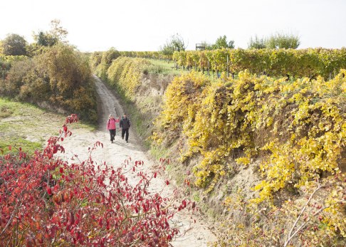 Die Weinberge strahlen in schönsten Farben auf dem RheinTerrassenWeg im Herbst, © Michael Zellmer