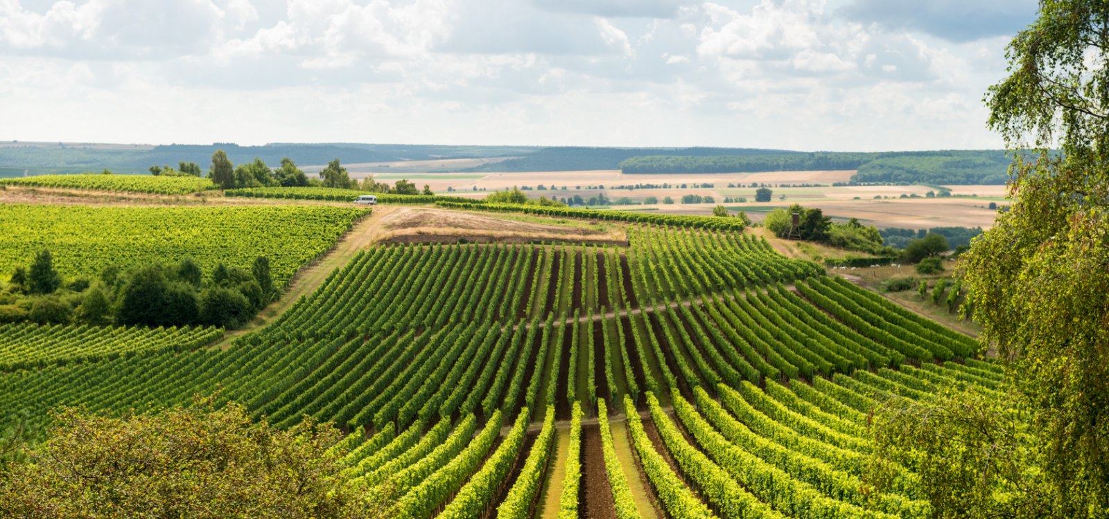 Blick über den Weinhang Hiwweltour Heideblick, © © Dominik Ketz