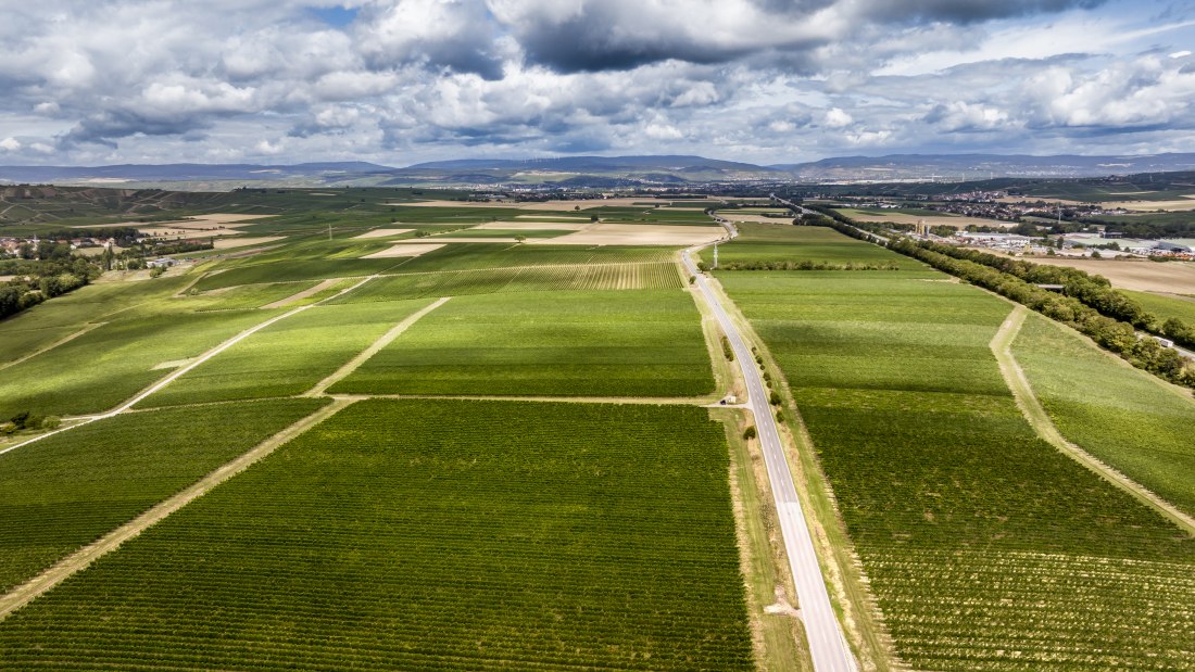 Badenheimer Galgenberg