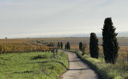 Auf dem Westhofener Wingertsheisje-Wanderweg im November, © Katja Zentel