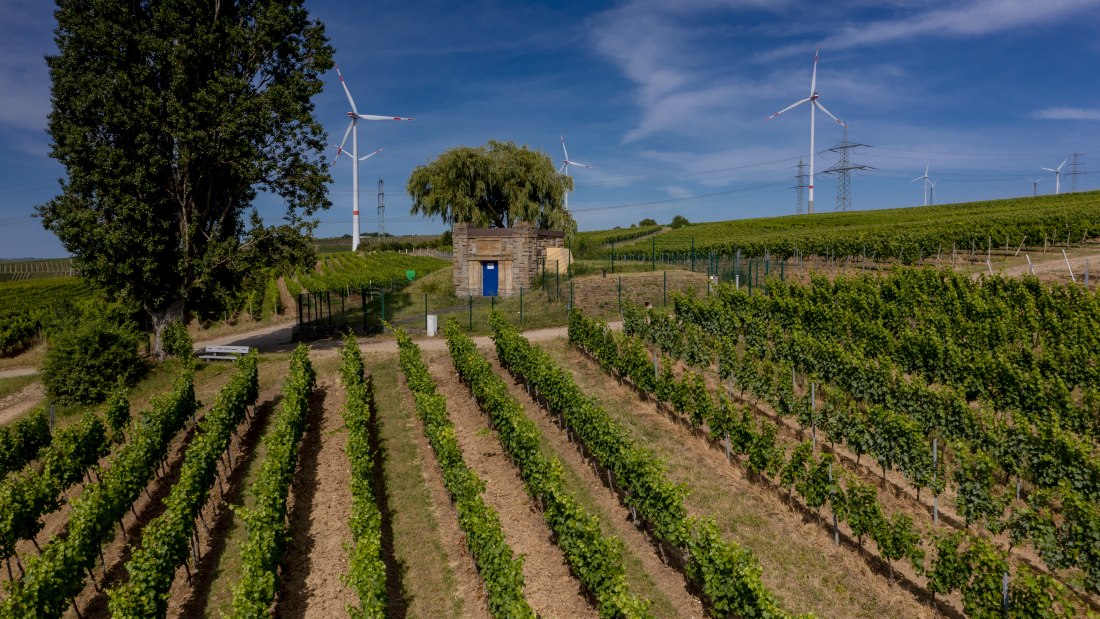 Gau-Heppenheimer Schlossberg