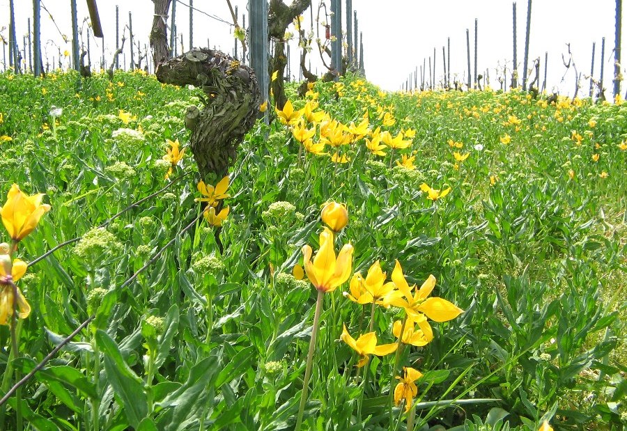 Wildtulpen, © Weingut Büsser-Paukner