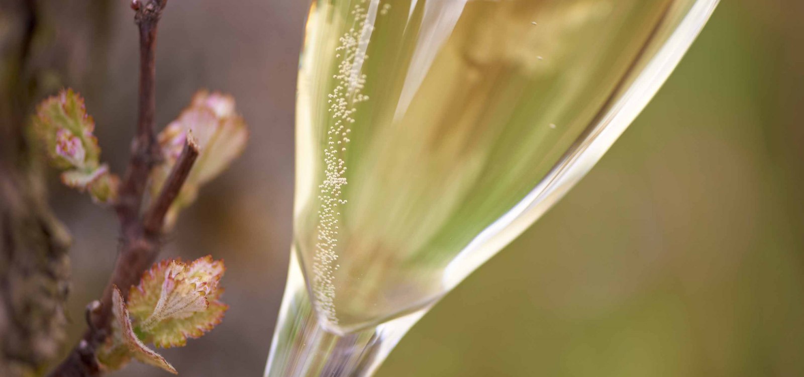 Sekt und Rebbl&uuml;te