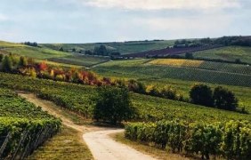 Weinberg &copy; Volker Barth