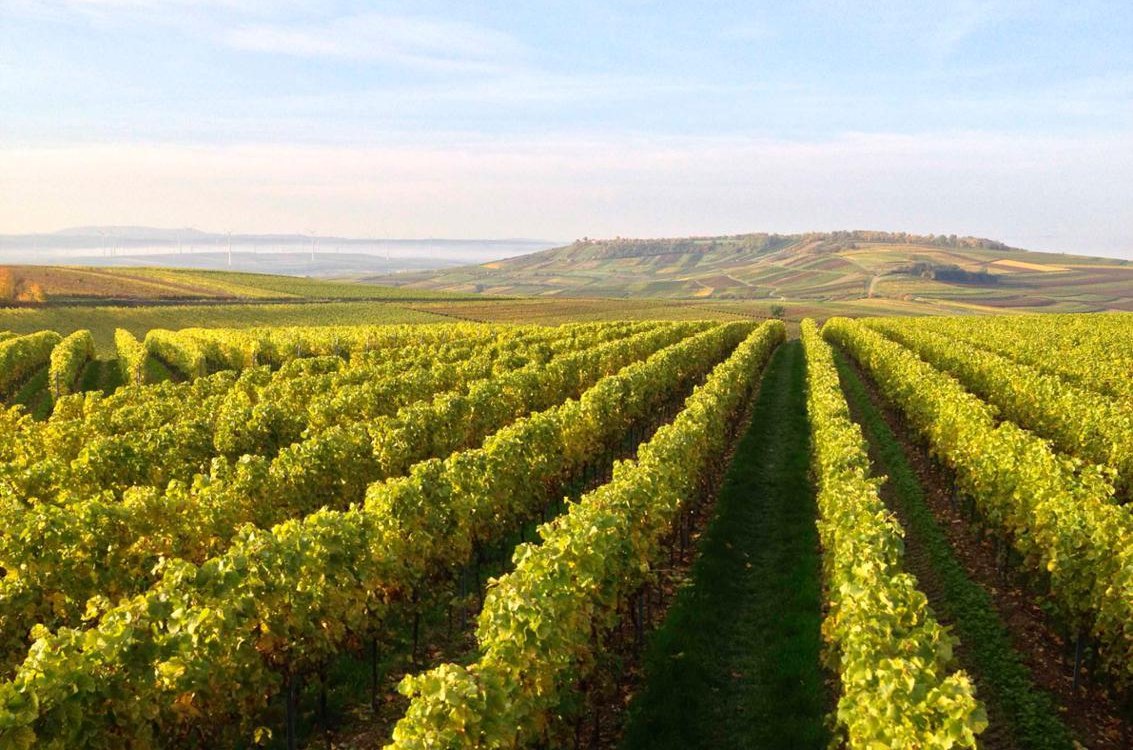 Weingut Kathrinenhof_Weinreben, © Weingut Kathrinenhof