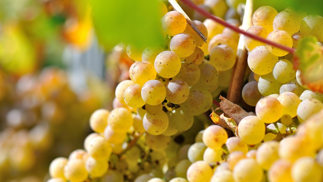 Weingut M&uuml;sel_Trauben