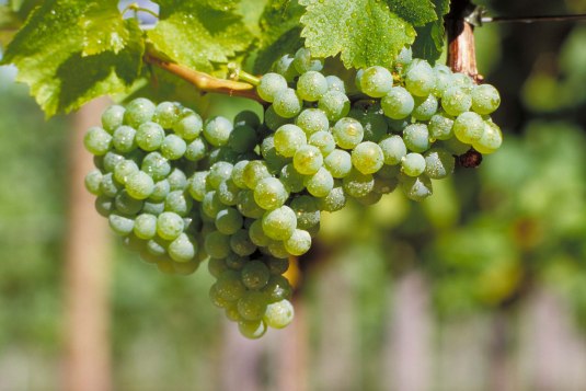 Silvanerrebe, &copy; DWI