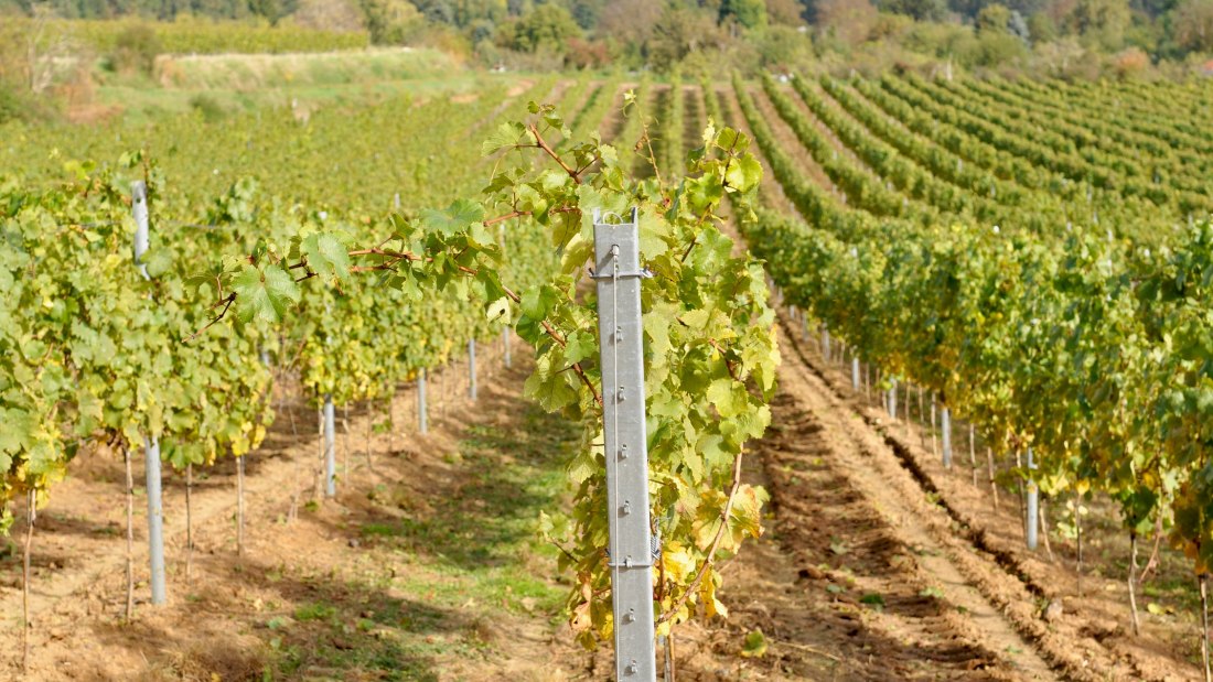 Weingut M&uuml;sel_Weinberg