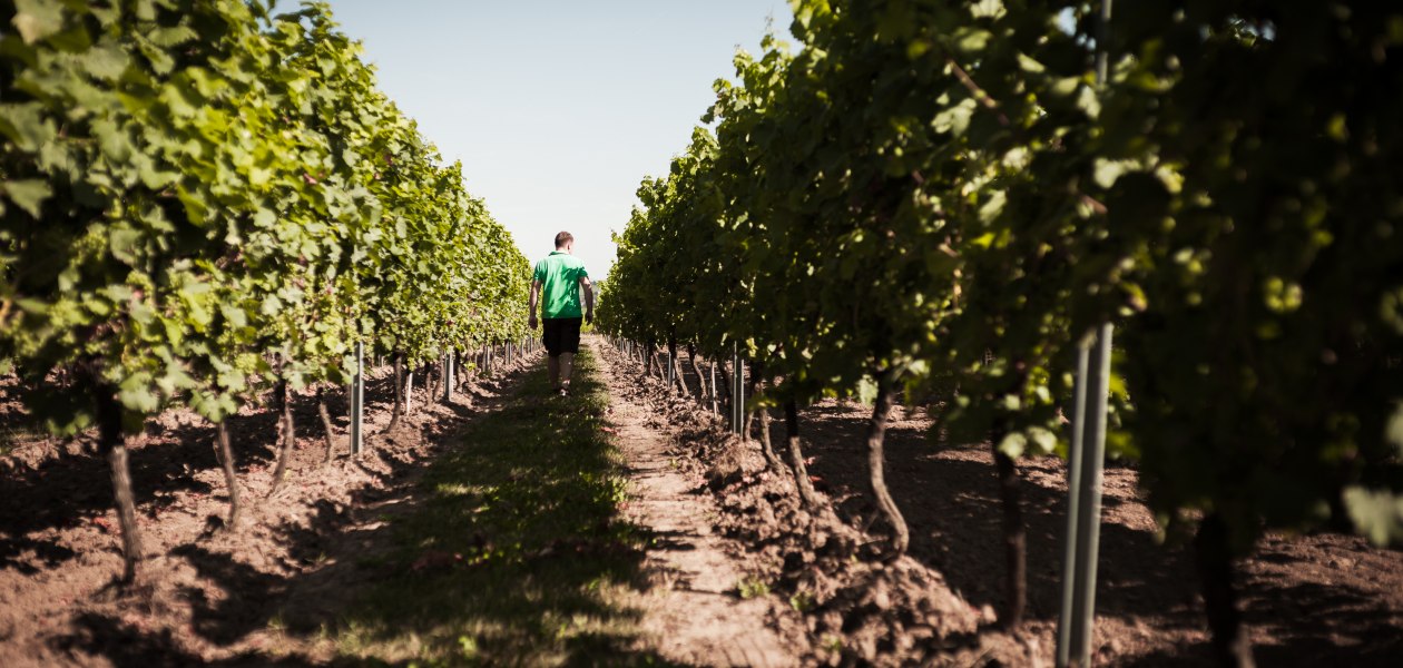 &copy; Weingut Dackermann