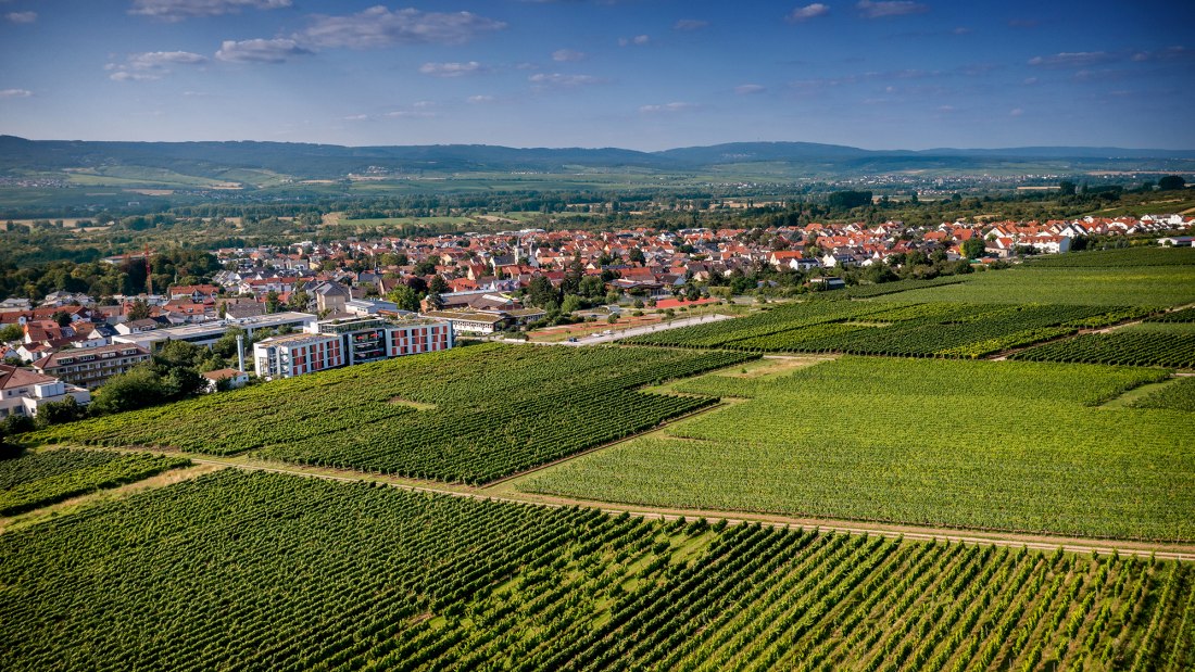Ingelheimer Höllenweg